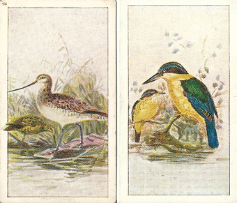 Godwit & Kingfisher (cards 8 & 2)