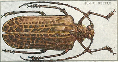 Hu-hu Beetle(cigarette card 5)