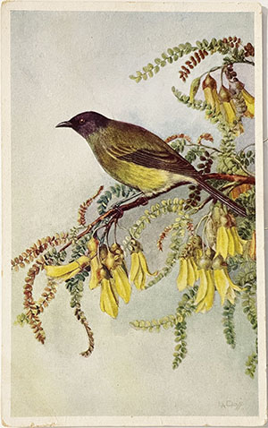 Daff postcard, The Bellbird on branch of flowering Kowhai, Sophora tetraptera, -- LINK to larger image