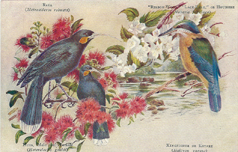 Worsley Postcard, Rata, Huia, Ribbon-Wood, Kingfisher, -- LINK to larger image