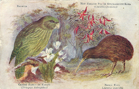 Worsley postcard, Rauhuia, Kakapo, Kowhaingutu-Kaka, Brown Kiwi, -- LINK to larger image