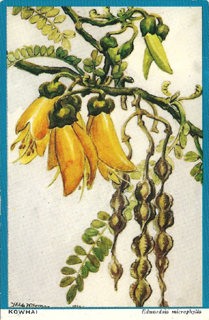Wiseman postcard, Kowhai, Edwardsia microphyllla, -- LINK to larger image