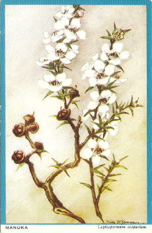 Wiseman postcard, Manuka, Leptospermum scoparium, -- LINK to larger image