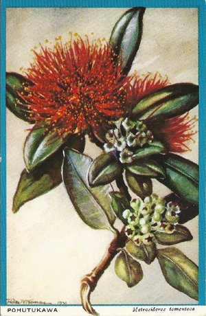 Wiseman postcard, Pohutakawa, Metosiderous tomentosa, -- LINK to larger image