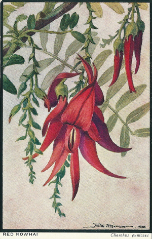 Wiseman Postcard, Red kowhai, Clianthus puniceus, -- LINK to larger image