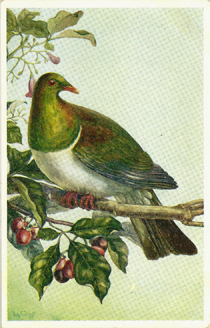 Daff postcard, The N.Z. Pigeon on branches of Puriri, Vitex lucens