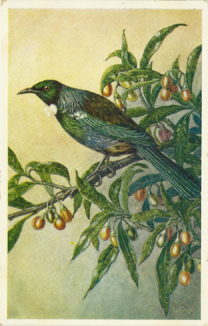 Daff, postcard, The Tui on branch of fruiting Poroporo, Solanum aviculare