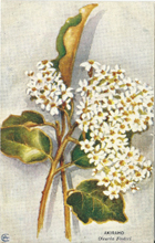 Atkinson postcard, Akiraho, Olearia fosteri, -- LINK to larger image