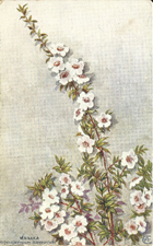 Atkinson postcard, Manaka, Septospermum scoparium, -- LINK to larger image