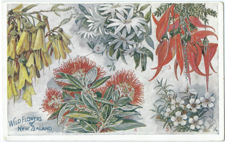(front of postcard) Wilson Bros., Wild Flowers of NZ (from set 3)