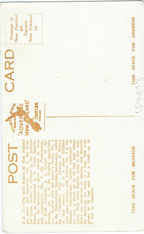 (back of postcard) Wilson Bros., Wild Flowers of NZ (from set 3)