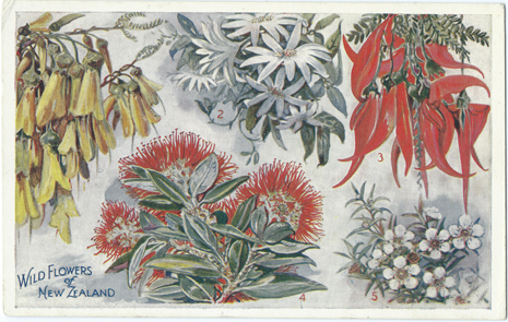 (front of postcard) Wilson Bros. Postcard, Wild Flowers of NZ