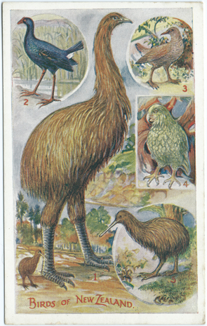 (front of postcard) Wilson Bros. Postcard, Ground Birds of New Zealand (from set 3)