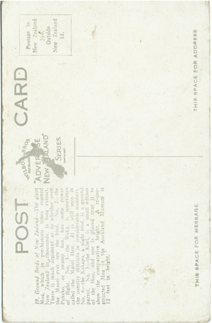 (back of postcard) Wilson Bros. Postcard, Ground Birds of New Zealand (from set 3)