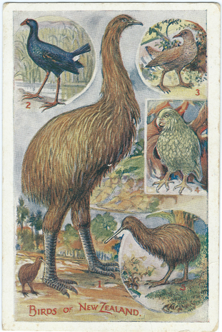 (front of postcard) Wilson Bros. Postcard, Ground Birds of New Zealand
