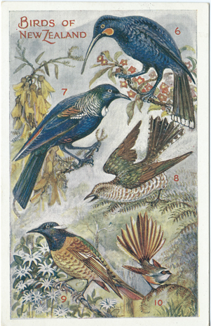 (front of postcard) Wilson Bros. Postcard, Flight Birds of New Zealand (from set 3)<
