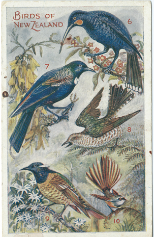 (front of postcard) Wilson Bros. Postcard, Flight Birds of New Zealand (from set 3)<