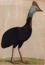 Albin, The Cassanvar Cock