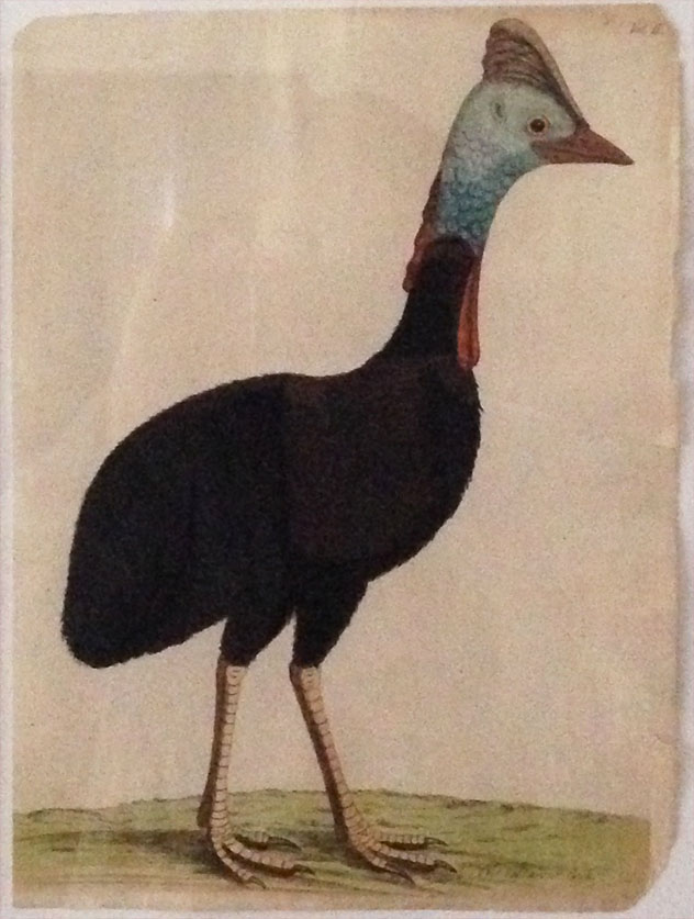 The Cassanvar Cock