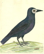 Albin, The Rook