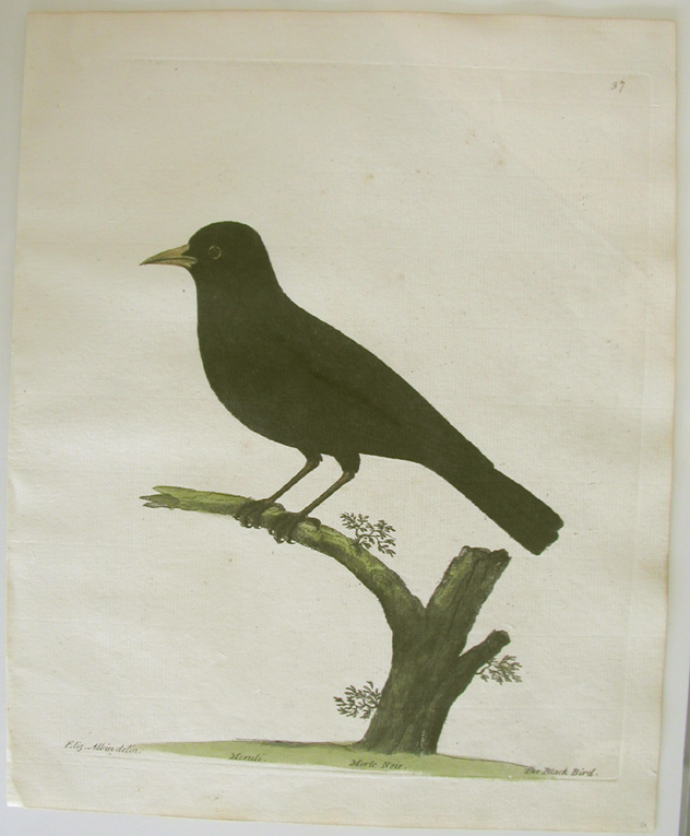 Albin, Blackbird