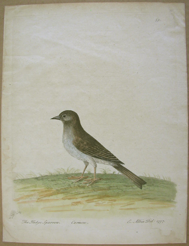 Hedge sparrow or Dunnock