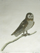 Albin, Little Owl