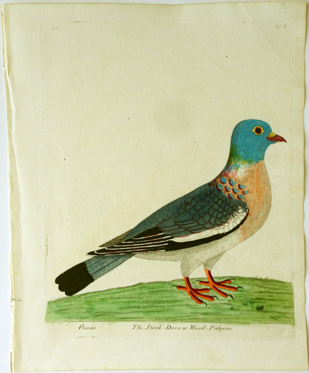 Albin, The Stock-Dove or Wood-Pidgeon