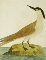 Albin, The Greater Sea Swallow