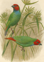 Fijian Parrot Finch