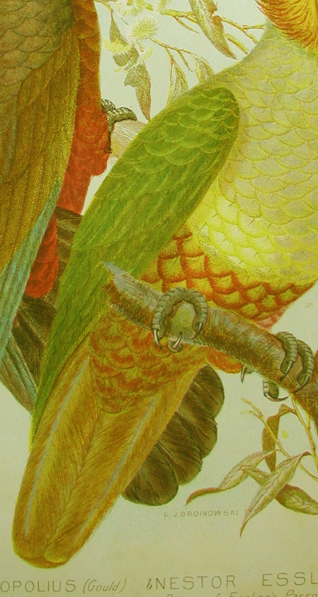 close-up feathers