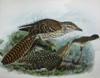 Long-tailed cuckoo