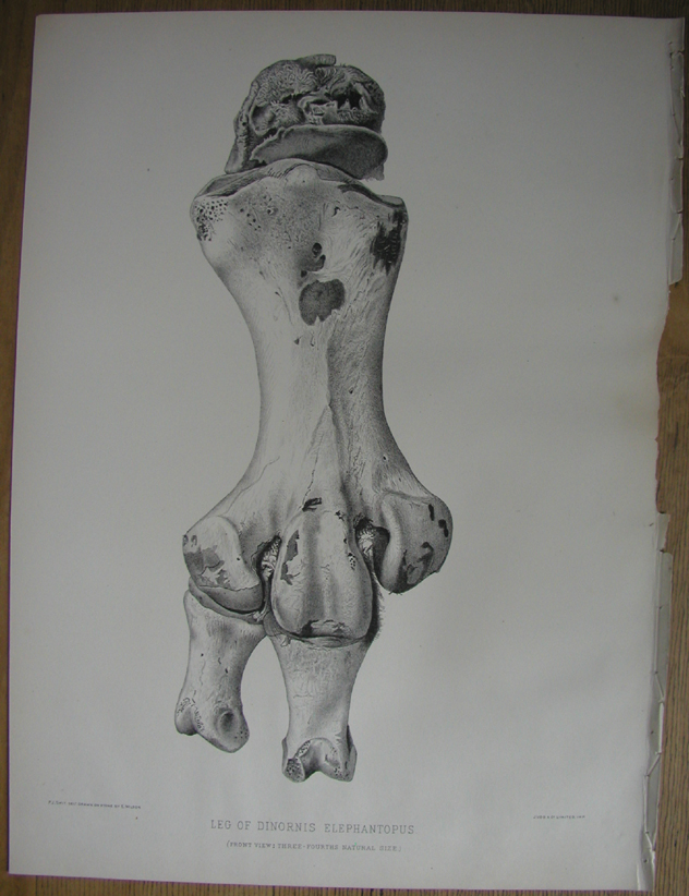 Leg of Dinornis elephantopus (front)