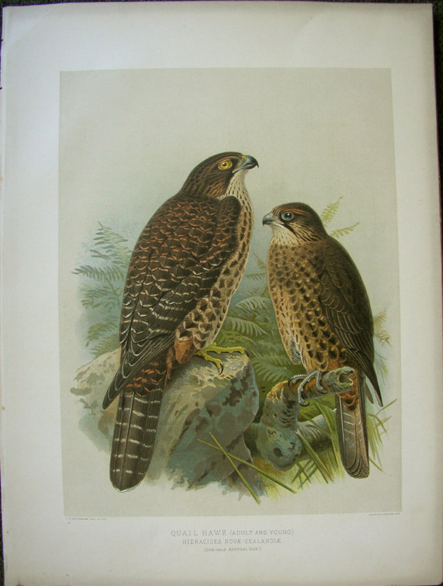 Quail Hawk (New Zealand Falcon)