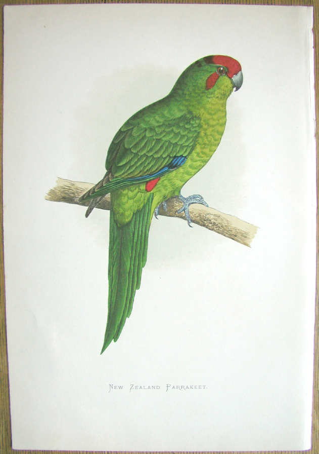 New Zealand parakeet, red-crowned parakeet, (Kakariki)