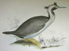 John Gould, Spotted Cormorant