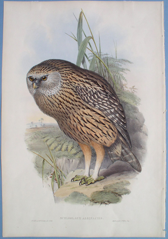 Whekau, extinct laughing owl