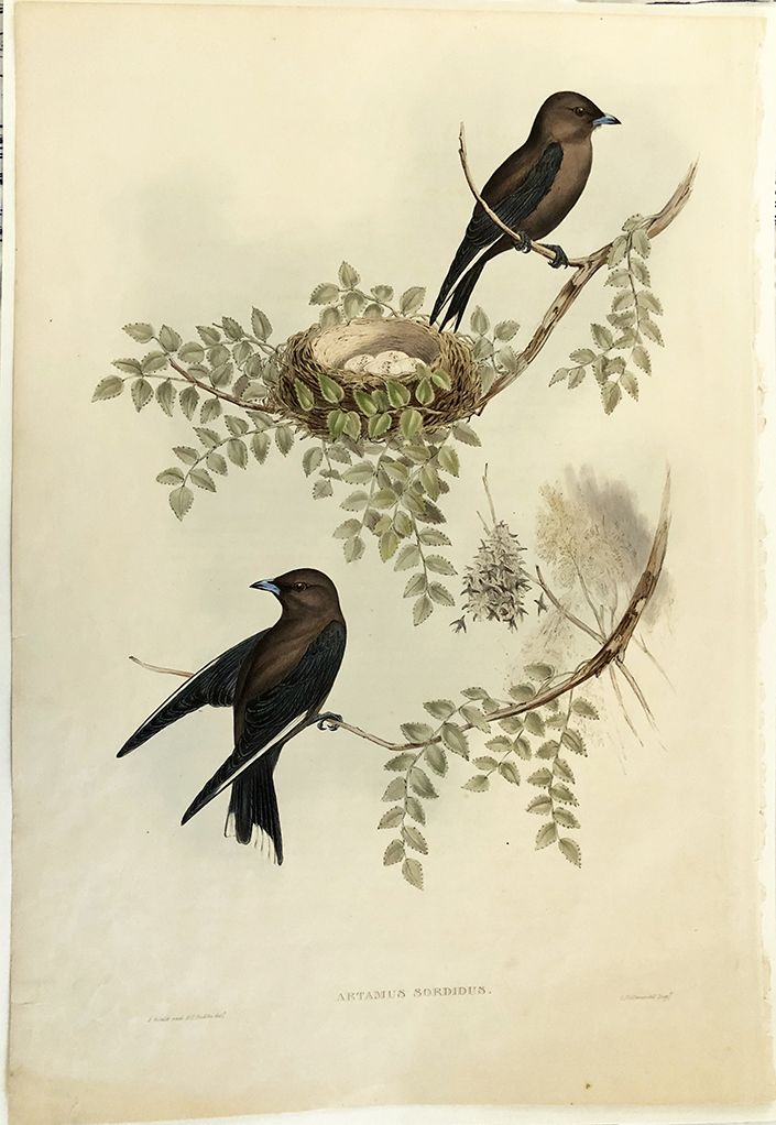 Wood Swallow