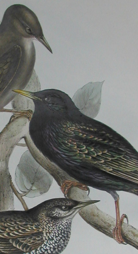 close-up of Starlings