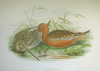 John Gould, Bar-tailed Godwit