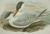 John Gould, Caspian Tern