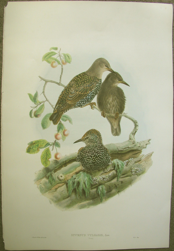 Starlings, showing missing top left corner