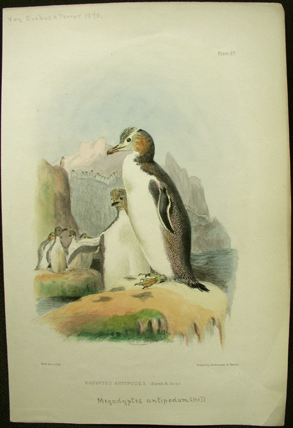 G R Gray, Hoiho, the Yellow-eyed penguin