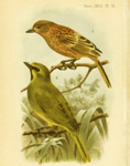 Gough Island sparrow