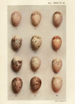 Eggs of the Palaearctic shrikes, 1905
