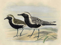 Keulemans Golden and Grey Plovers