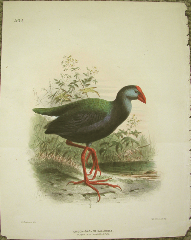 Green-backed Gallinule