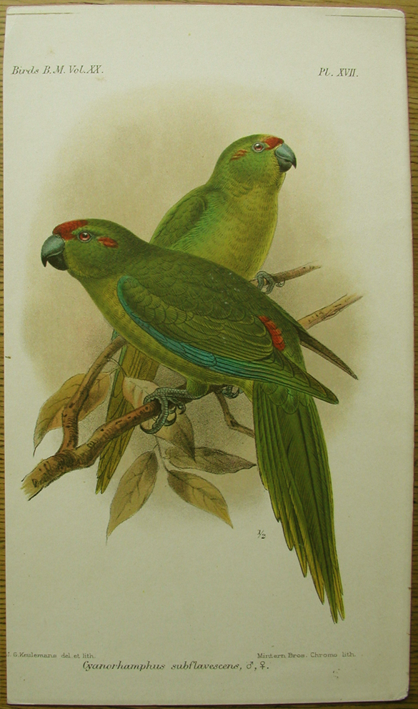 Keulemans, Lord Howe Island Parakeet