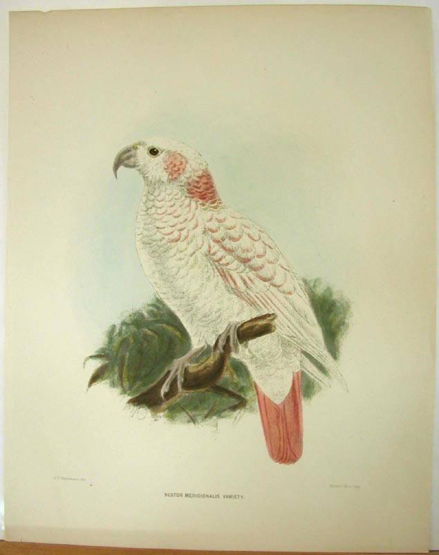 Keulemans, Kaka, Nestor meridionalis, (Ornithological Miscellany)