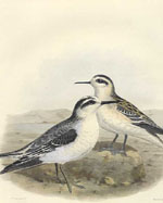 Gray and Red-necked Phalarope